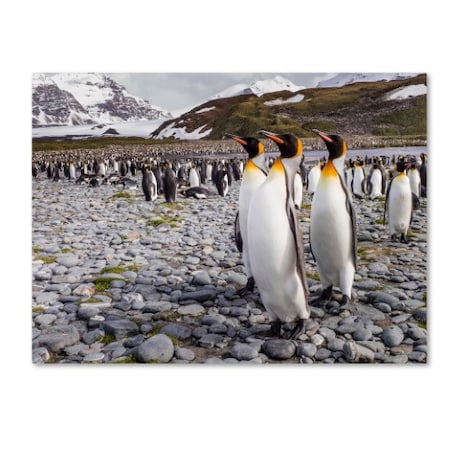 Trademark Fine Art Karen Lunney 'Penguins Of Salisbury Plain' Canvas Art, 24x32 1X00260-C2432GG